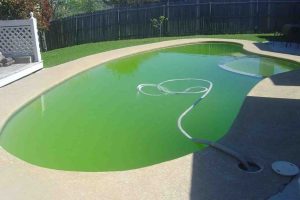 Green algae