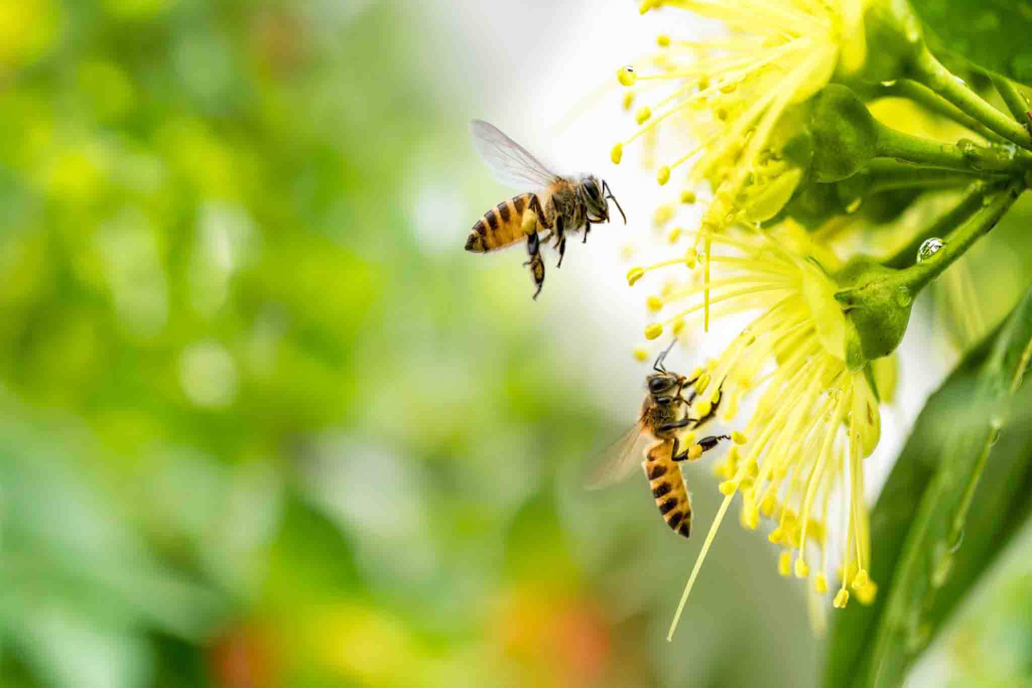 Pollen