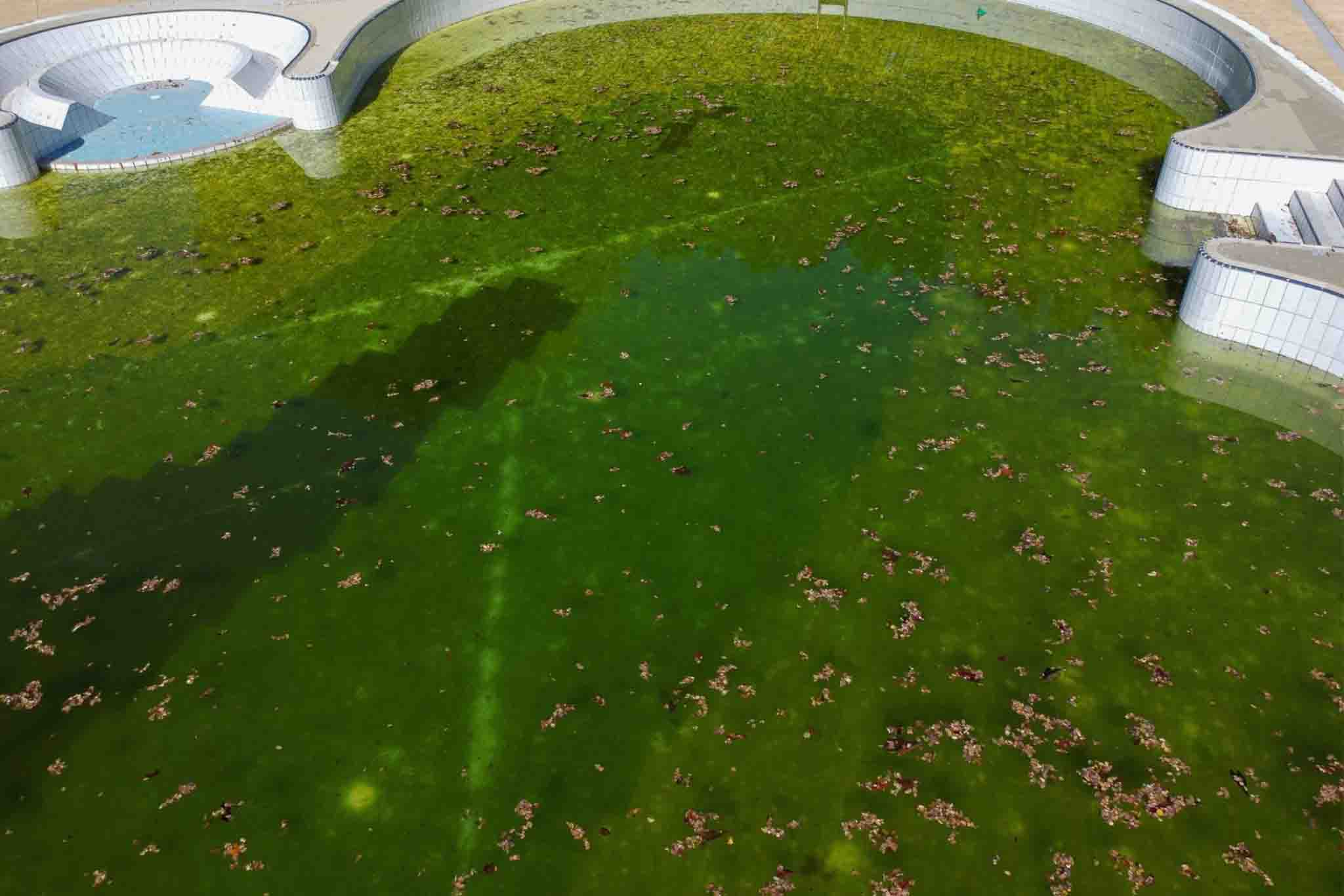 Green Algae